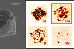 Zeolites and copper
